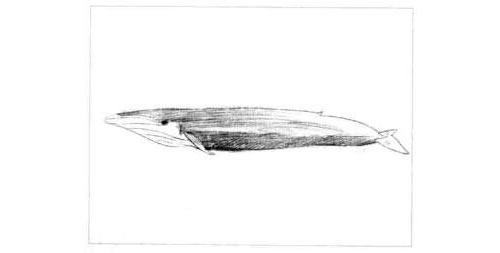 蓝鲸的素描画法步骤图示05