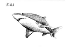 鲸鲨（鲨鱼）的素描画法步骤图示