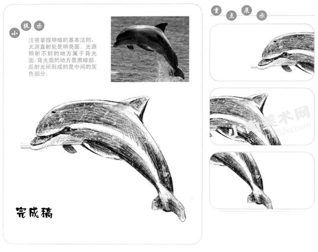 素描海豚作品