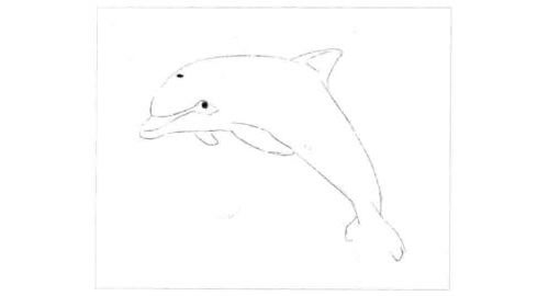 海豚的素描画法步骤01