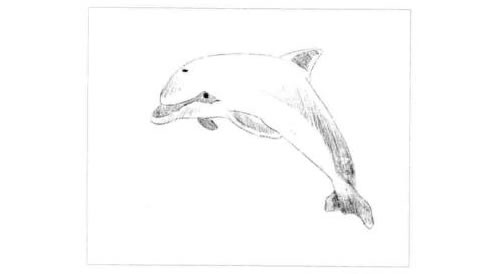 海豚的素描画法步骤03