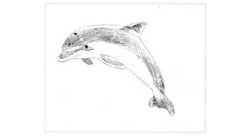 海豚的素描画法步骤04