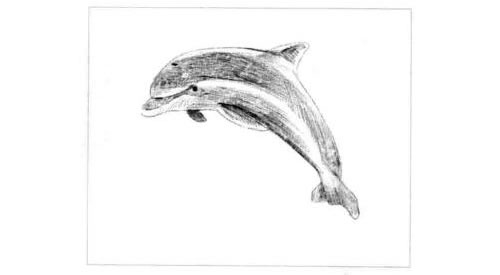 海豚的素描画法步骤05