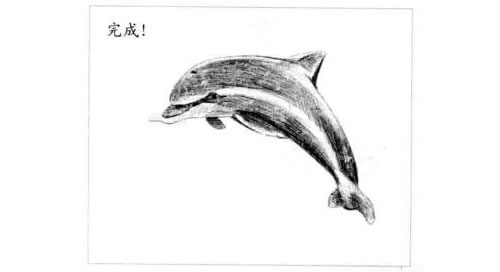 海豚的素描画法步骤06