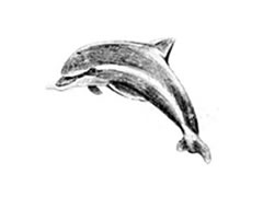 如何素描海豚？海豚的素描画法