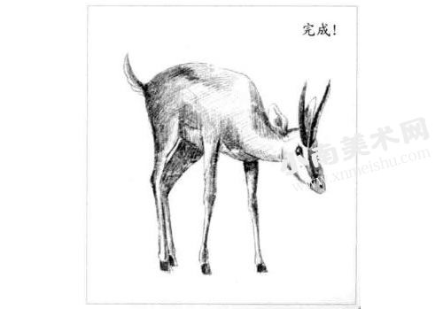 羚羊的素描画法步骤图示06