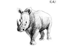 犀牛的素描画法步骤图示