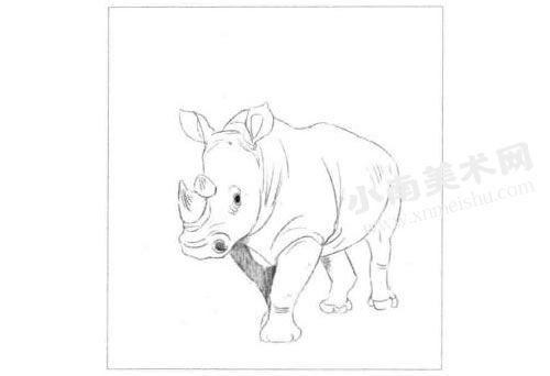 犀牛的素描画法步骤图示02