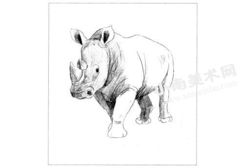 犀牛的素描画法步骤图示04