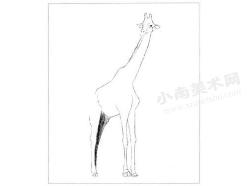 素描长颈鹿的绘制方法步骤02