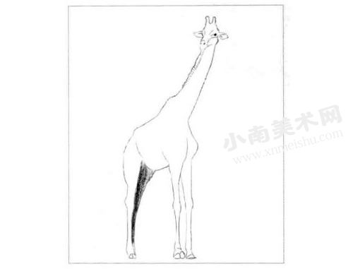 素描长颈鹿的绘制方法步骤03