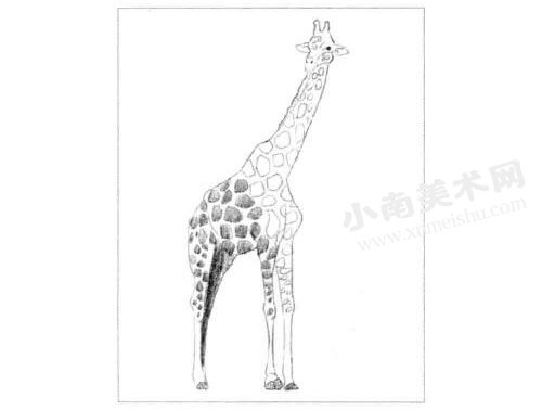 素描长颈鹿的绘制方法步骤04