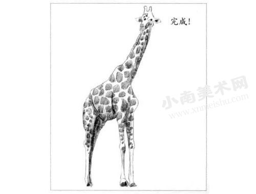 素描长颈鹿的绘制方法步骤06