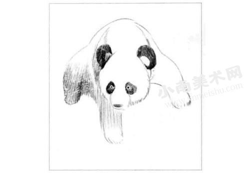 素描熊猫的步骤图示03