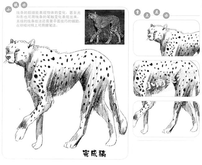 豹子的素描画法步骤图示
