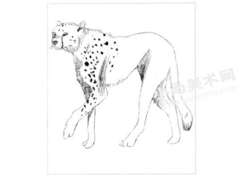 豹子的素描画法步骤图示03