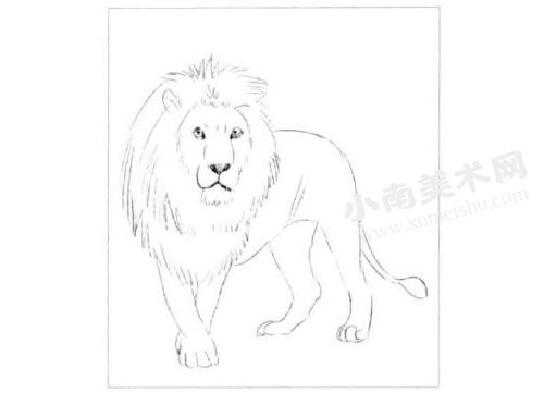 狮子的素描画法步骤图示01