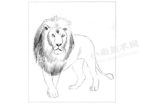 狮子的素描画法步骤图示03