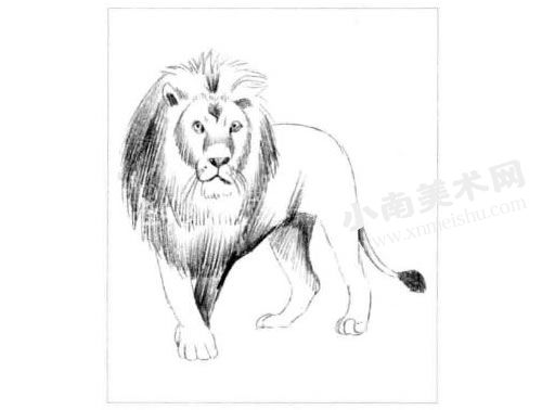 狮子的素描画法步骤图示04