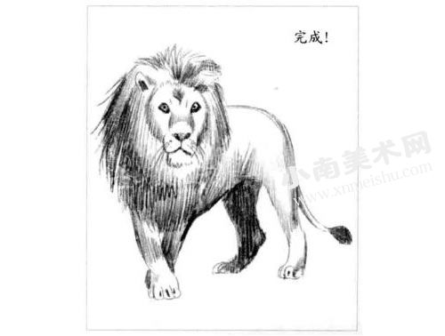 狮子的素描画法步骤图示06