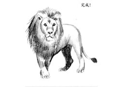狮子的素描画法步骤图示