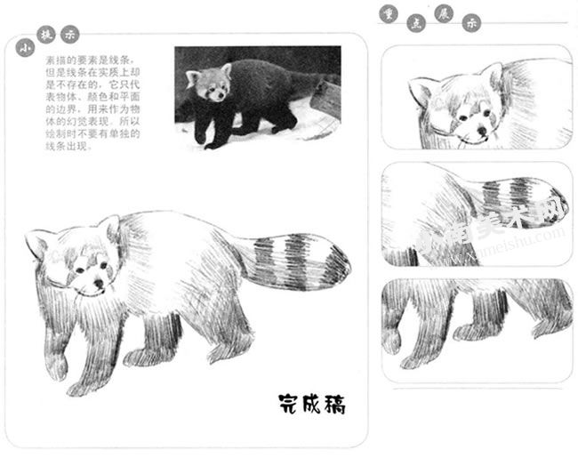 浣熊的素描画法步骤图示