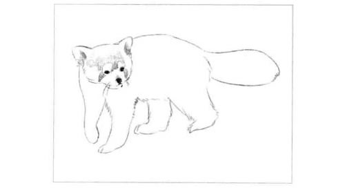 浣熊的素描画法步骤图示02