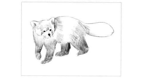 浣熊的素描画法步骤图示05