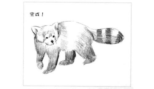 浣熊的素描画法步骤图示06