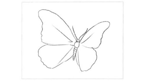 蝴蝶的素描画法步骤图示01