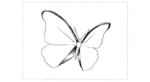 蝴蝶的素描画法步骤图示02