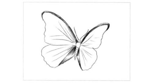 蝴蝶的素描画法步骤图示03