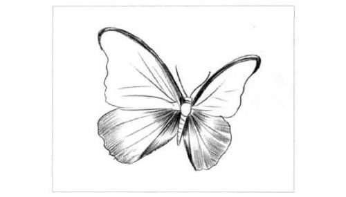 蝴蝶的素描画法步骤图示04