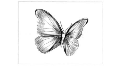 蝴蝶的素描画法步骤图示05
