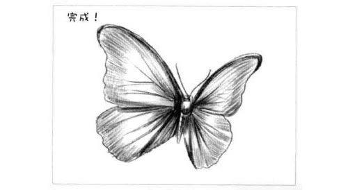 蝴蝶的素描画法步骤图示06