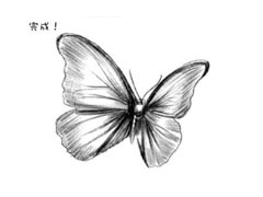 蝴蝶的素描画法步骤图示