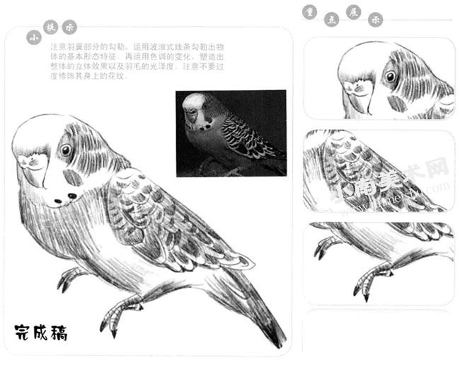 虎皮鹦鹉的素描画法步骤图示