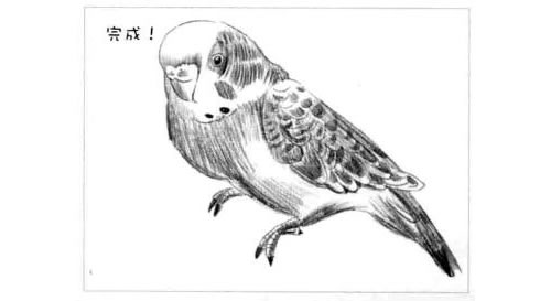 虎皮鹦鹉的素描画法步骤图示06