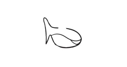 鲨鱼简笔画创作步骤图示02