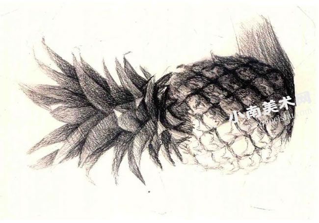 菠萝的素描作画步骤图示04