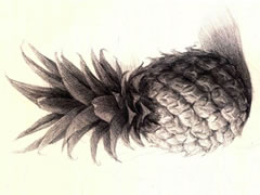 菠萝的素描作画步骤