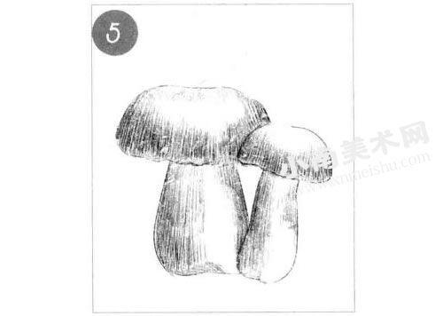 香菇的素描绘制步骤图示05