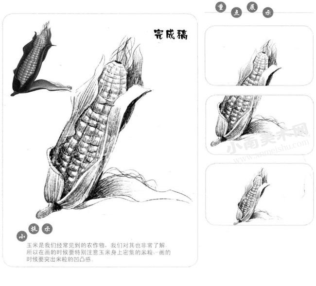 素描玉米图片