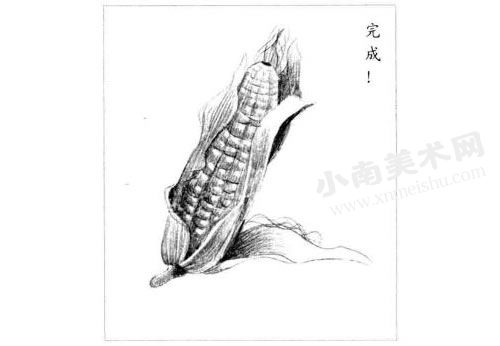 玉米的素描绘制步骤图示06