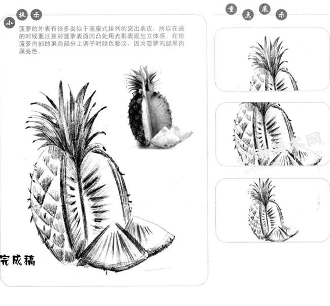 素描菠萝图片
