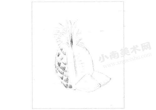 菠萝的素描绘制步骤图示02