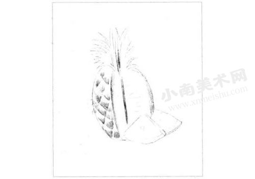 菠萝的素描绘制步骤图示03