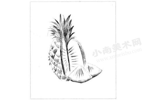 菠萝的素描绘制步骤图示05
